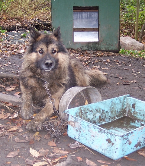 courtesy of unchainyourdog.org websized.jpg